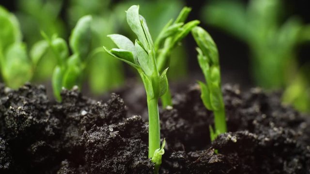 Growing plants in timelapse, sprouts germination newborn green plant agriculture