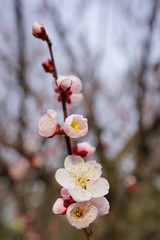 ウメの花