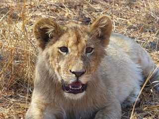 A lion cub feeling restless