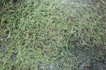 三重県　伊勢市　景色