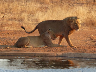 Male and female lion cuddling