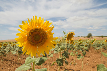 Sunflowers field in Cuenca, Spain