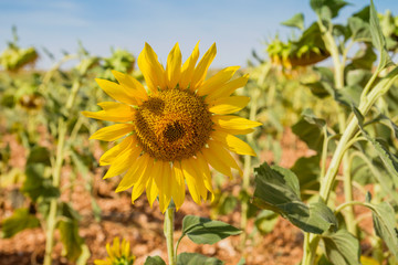 Sunflower crops growing in a plantation