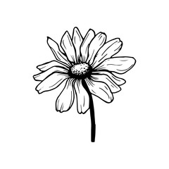 Beautiful monochrome black and white floral vector isolated on background. Hand-drawn flower. Design greeting card and invitation of holiday. Line art vector illustration.