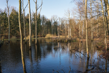 Flooded forest with reflections in the water