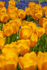 View at beautiful Keukenhof park flower lawns under blue sky during annual exhibition