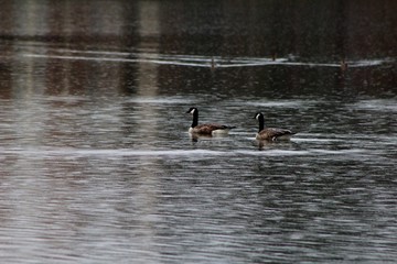 geese on lake
