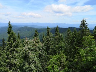 Beautiful view of mountain forest with pine trees at the front and mountains in the background