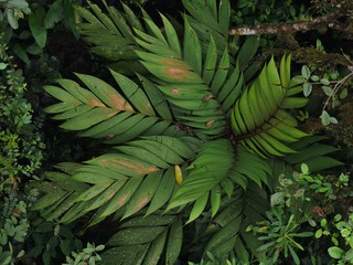 Naklejka na ściany i meble Jungle in the subtropical rainforest in mashpi Ecuador