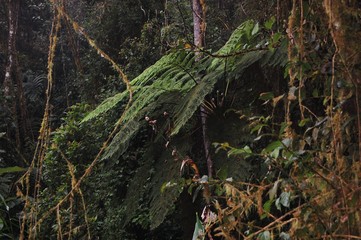 Jungle in the subtropical rainforest in mashpi Ecuador