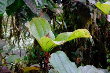 Jungle in the subtropical rainforest in mashpi Ecuador