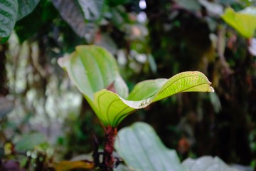Jungle in the subtropical rainforest in mashpi Ecuador