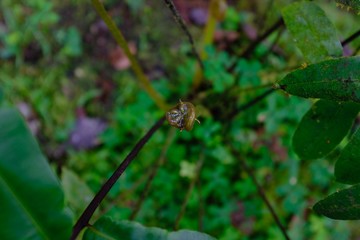 Butterflies in the subtropical region of MASHPI rainforest in Ecuador