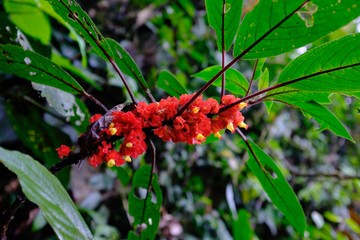 Butterflies in the subtropical region of MASHPI rainforest in Ecuador