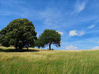 Two beautiful big tree on an open grassy field with blue sky