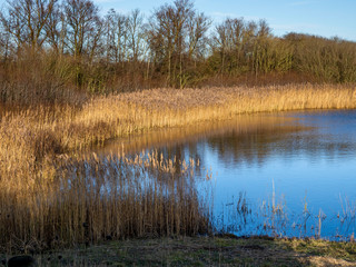 Afternoon light on a reed bed and wetland habitat at Far Ings Nature Reserve, North Lincolnshire, England