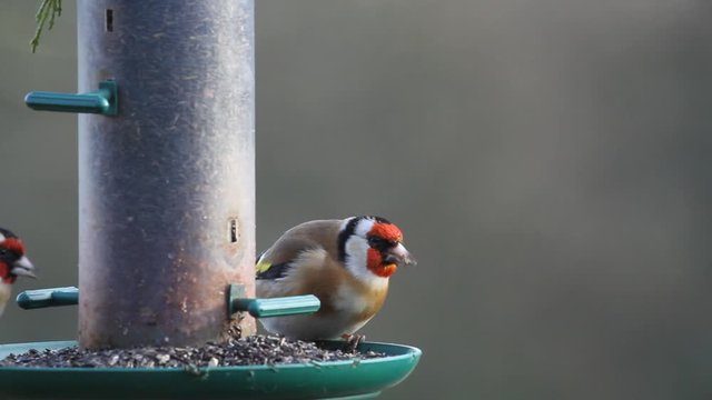 Goldfinch,  Carduelis carduelis,  eating niger seed from a hanging feeder. British Isles.