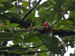 Butterflies in the subtropical region of MASHPI rainforest in Ecuador