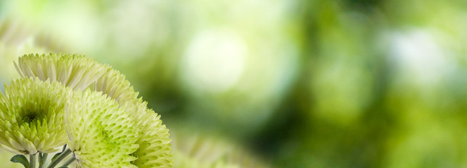 image of beautiful flowers close-up