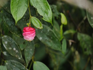 Butterflies in the subtropical region of MASHPI rainforest in Ecuador