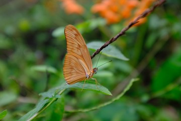 Butterflies in the subtropical region of MASHPI rainforest in Ecuador
