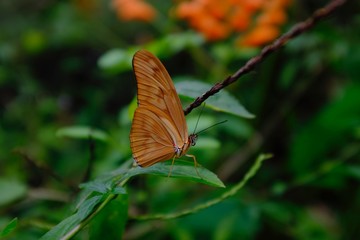 Butterflies in the subtropical region of MASHPI rainforest in Ecuador