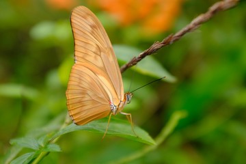 Butterflies in the subtropical region of MASHPI rainforest in Ecuador