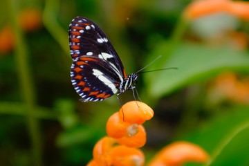 Obraz na płótnie Canvas Butterflies in the subtropical region of MASHPI rainforest in Ecuador