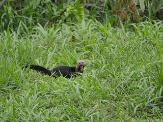 Obraz premium Cabeza de Matte in the subtropical jugnle of Ecuador
