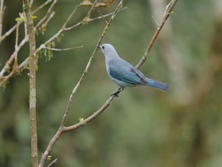 Cabeza de Matte in the subtropical jugnle of Ecuador