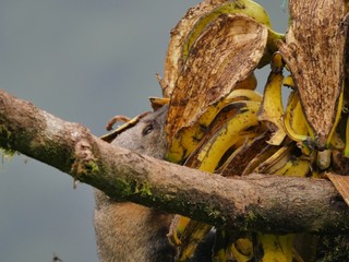 Cabeza de Matte in the subtropical jugnle of Ecuador