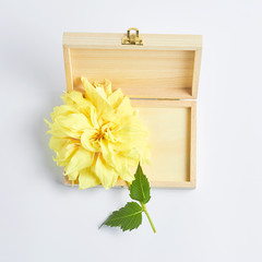 large yellow Dahlia flower and wooden box on white background. flat lay, top view. square