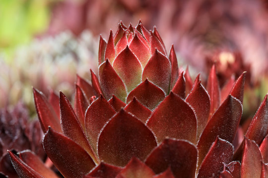 Bl&uuml;hende Sempervivum - Hauswurz Bl&uuml;ten im Steingarten