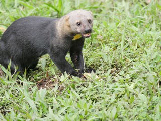 Subtropical rainforest region in Ecuador Mashpi
