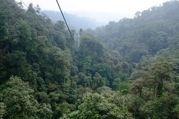 Subtropical rainforest region in Ecuador Mashpi