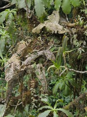 Subtropical rainforest region in Ecuador Mashpi
