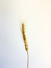 Obraz premium Single yellow paddy rice on natural light background.