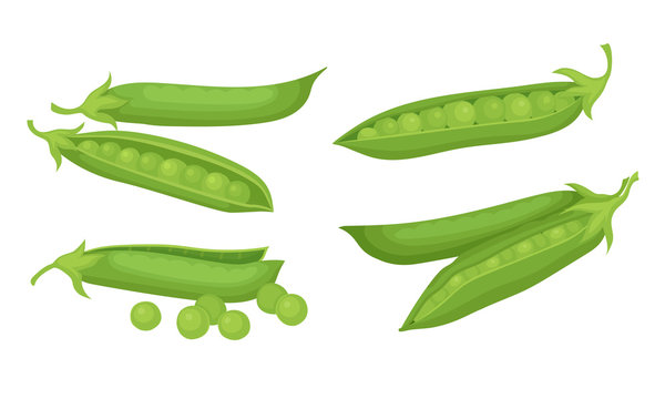 Green Peas in Pods Isolated on White Background Vector Set
