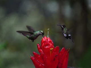 Flora and Fauna in the Ecuadorian subtropical rainforest
