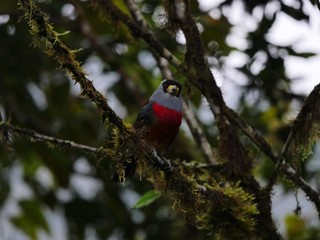 Fauna, flora and birds in the Ecuadorean subtropical rainforest