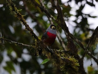 Fauna, flora and birds in the Ecuadorean subtropical rainforest