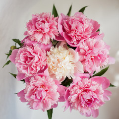 pink peonies in pastel colors close-up