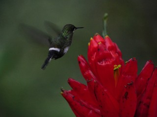 Fauna, flora and birds in the Ecuadorean subtropical rainforest