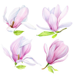 set of magnolia flowers on an isolated  background, watercolor illustration, hand drawing, botanical painting, flora design
