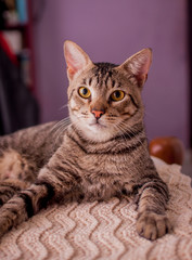Shorthair mongrel cat lying in bed