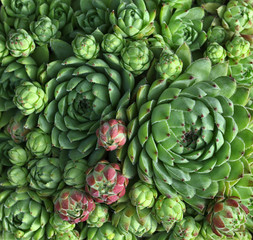 Grüne Sempervivum Pflanze - Hauswurz Rosette im Makro Detail