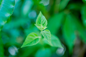 Fototapeta na wymiar Leaf Background closeup