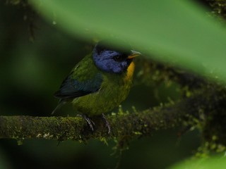 Subtropical rain forest in Ecuador