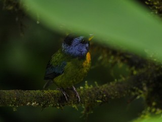 Obraz premium Subtropical rain forest in Ecuador