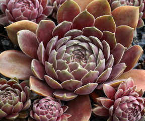 Obraz premium Bunte Sempervivum - Hauswurzpflanze im Steingarten Detail